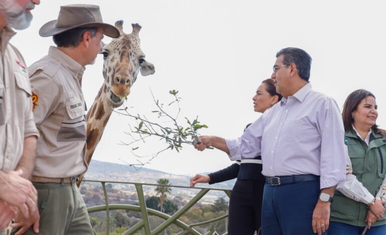 Gobernador da bienvenida a jirafa Benito