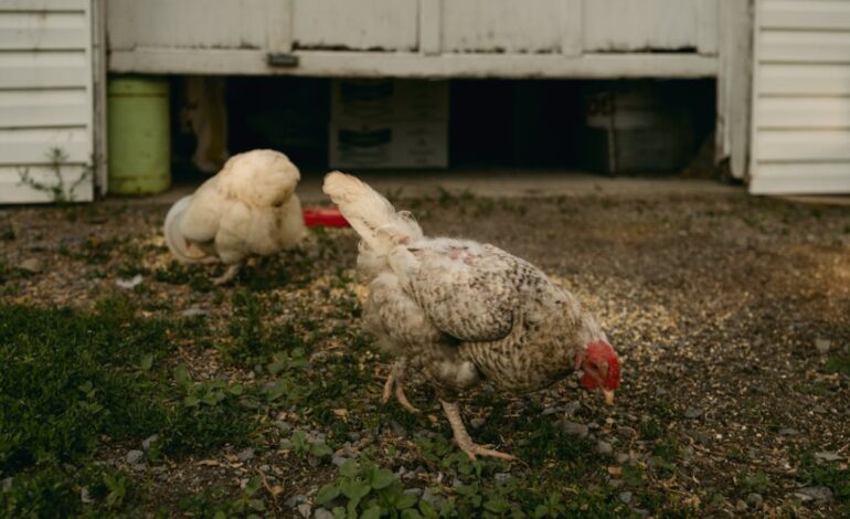 Detectan influenza aviar AH5N2 en granja de Michoacán