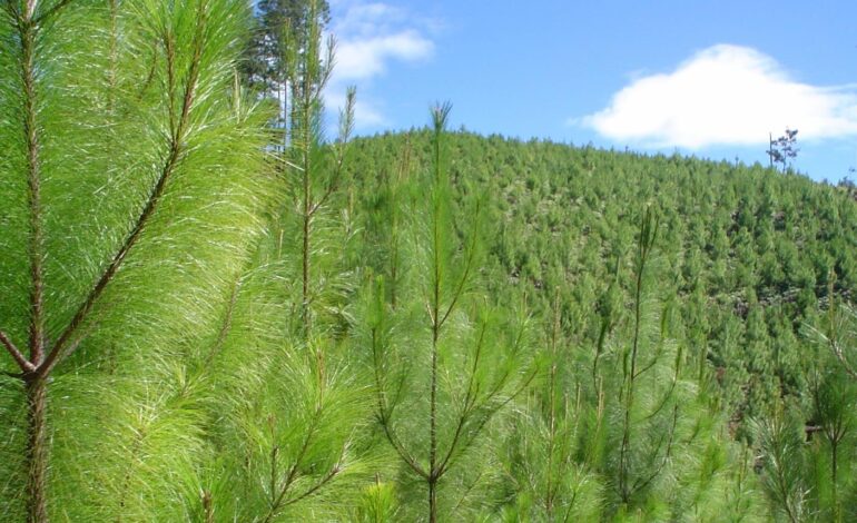 Reforestarán 600 hectáreas de bosque en Hidalgo