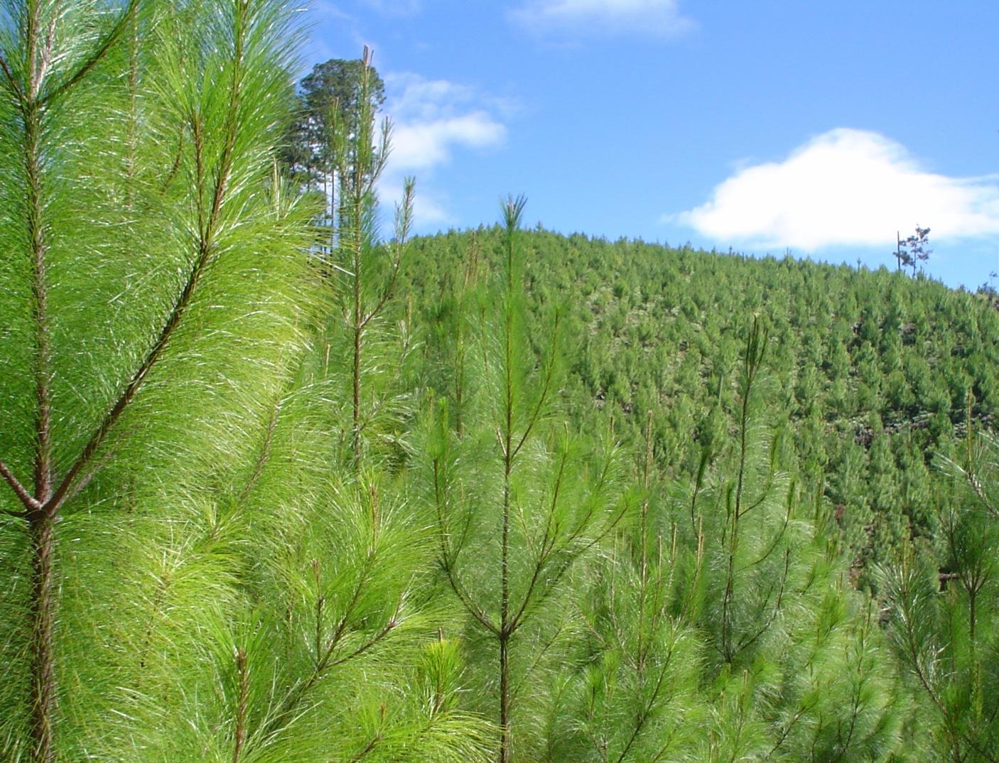 Reforestarán 600 hectáreas de bosque en Hidalgo