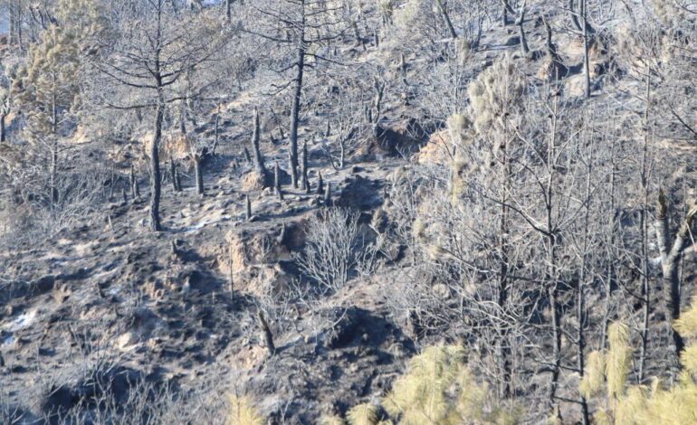 Avanza liquidación de incendio forestal de Libres