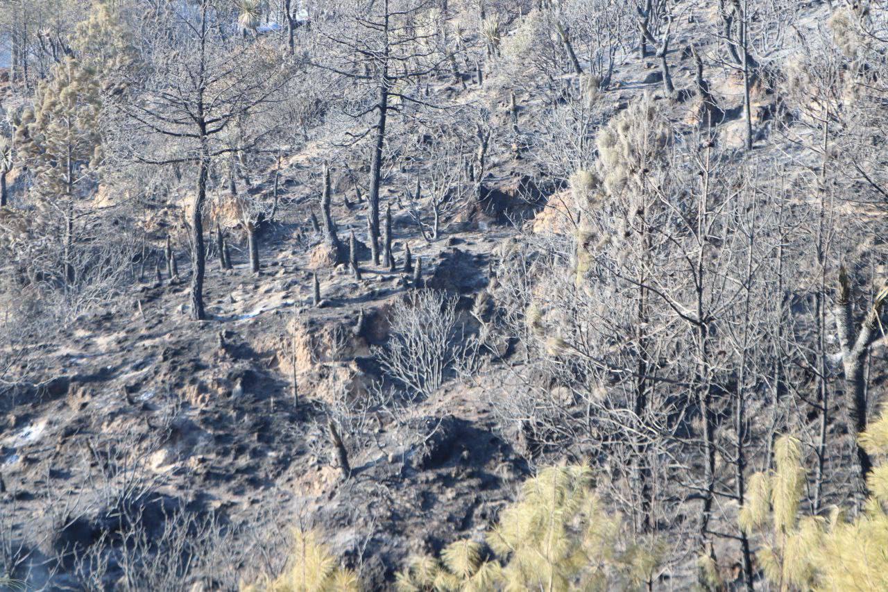 Avanza liquidación de incendio forestal de Libres