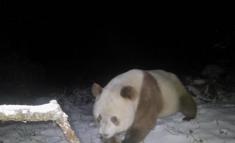 Captan a oso panda pardo en China por primera vez en seis años