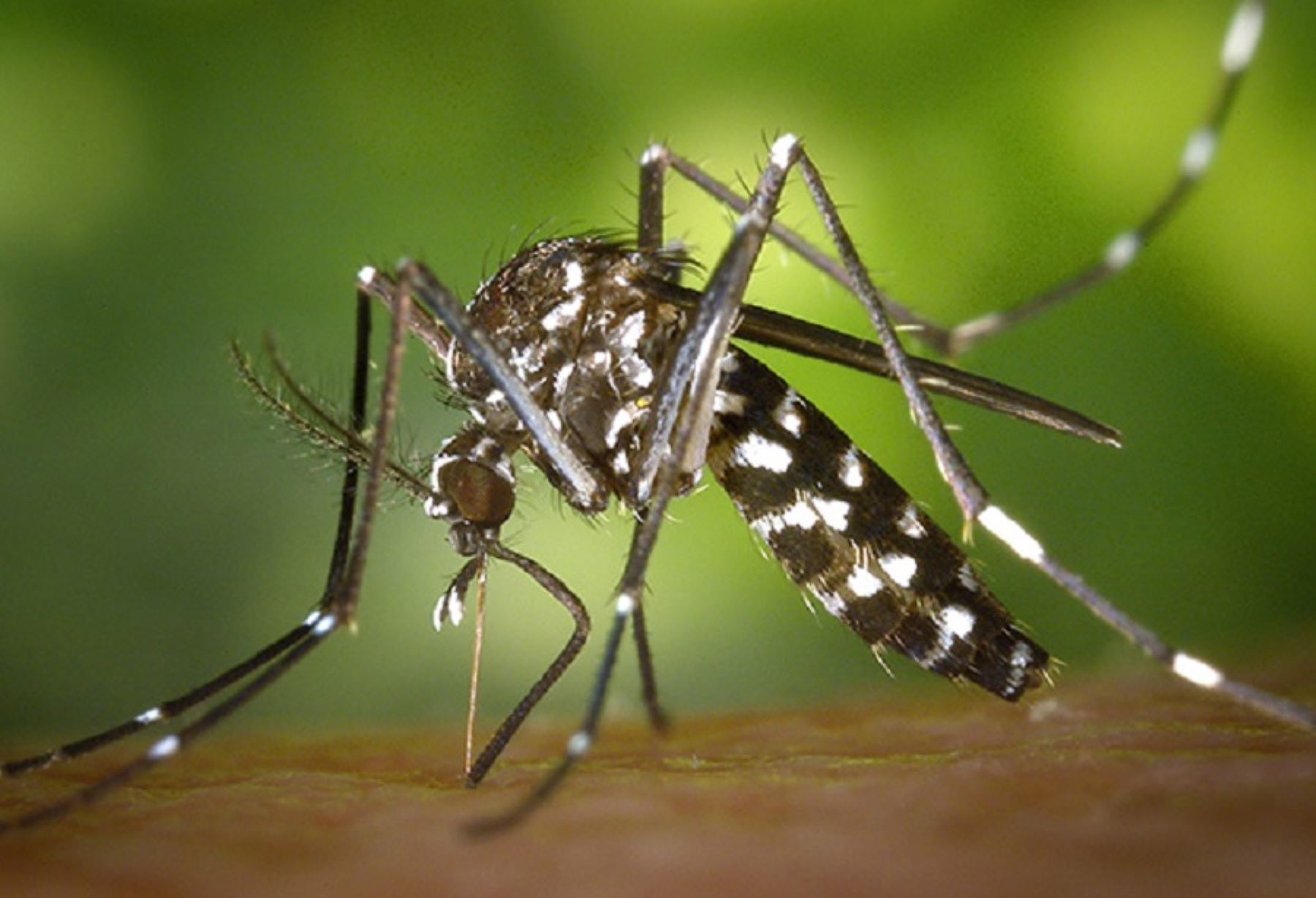Se registran 444 casos de dengue, principalmente en Izúcar de Matamoros