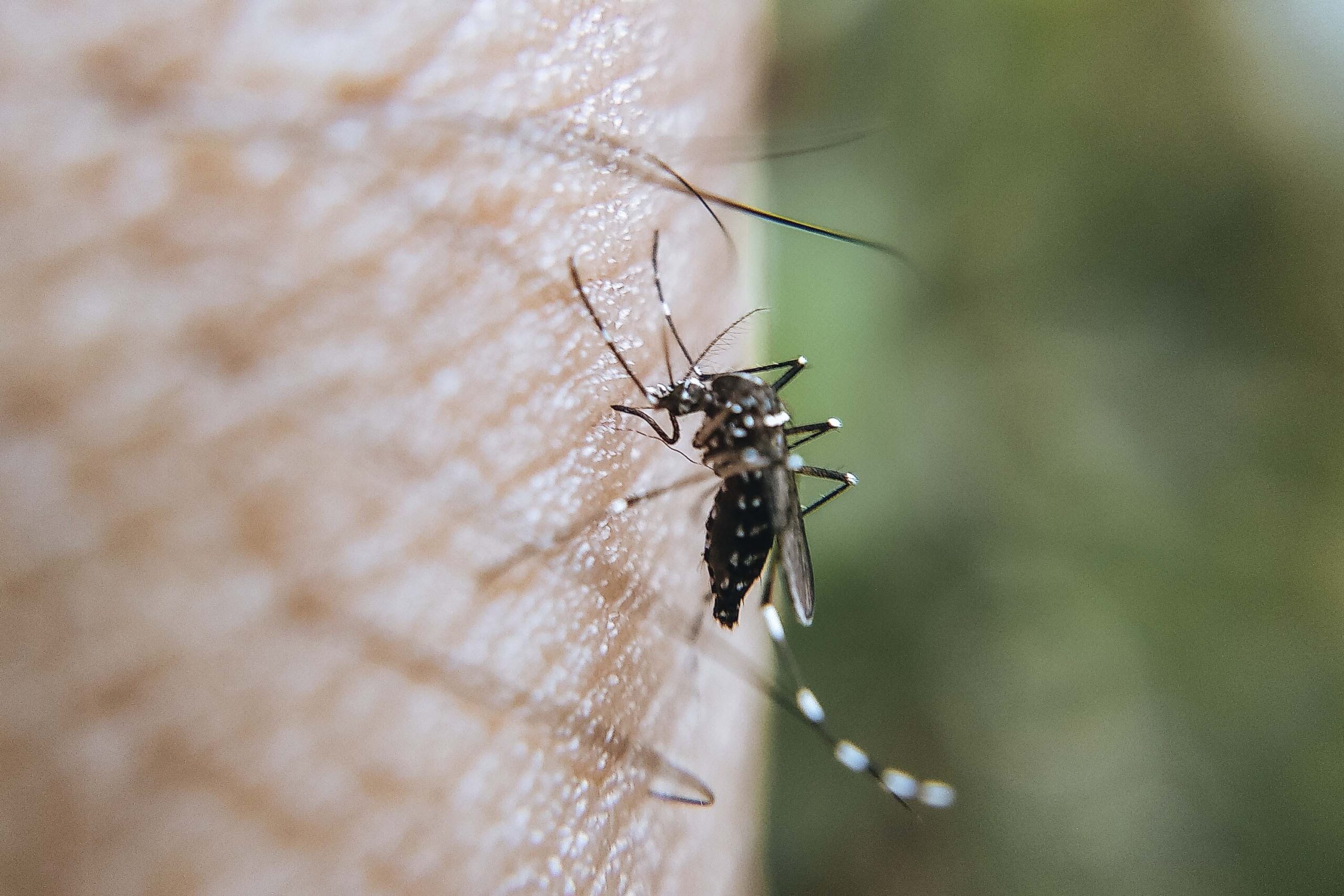 Sin defunciones ni contagios por dengue en las últimas 24 horas