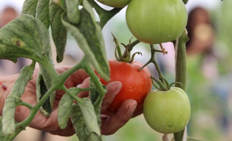 Invita Ayuntamiento de Puebla a curso de verano «Misión: Rescate Tierra»