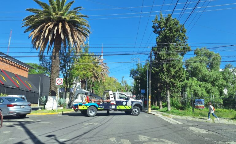 Retirarán palmeras «enfermas» en colonia La Paz