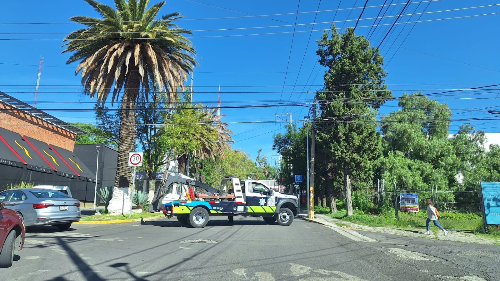 Retirarán palmeras «enfermas» en colonia La Paz