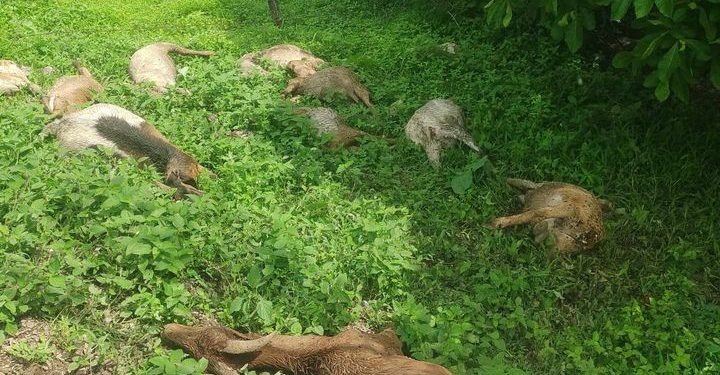 Misteriosos ataques terminan con ganado ovino en Chiautla de Tapia