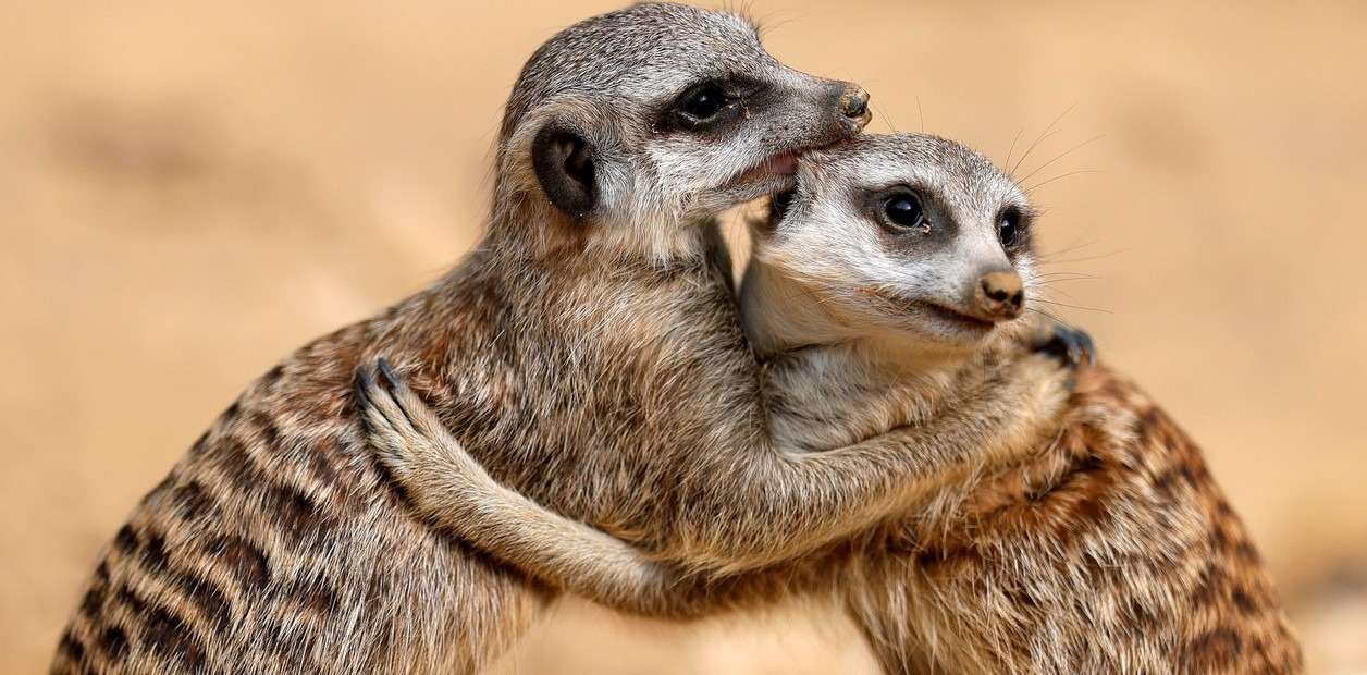 Incorporación de suricatas y un recinto para capibaras en el zoológico del Altiplano