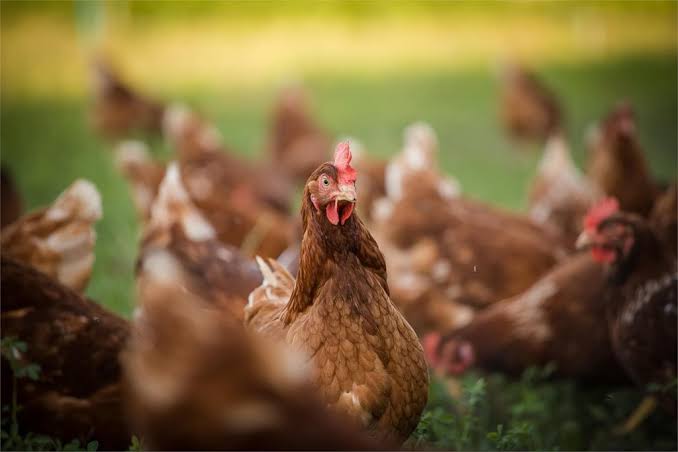 Insólito: Sancionarán en Reino Unido si no registran sus gallinas