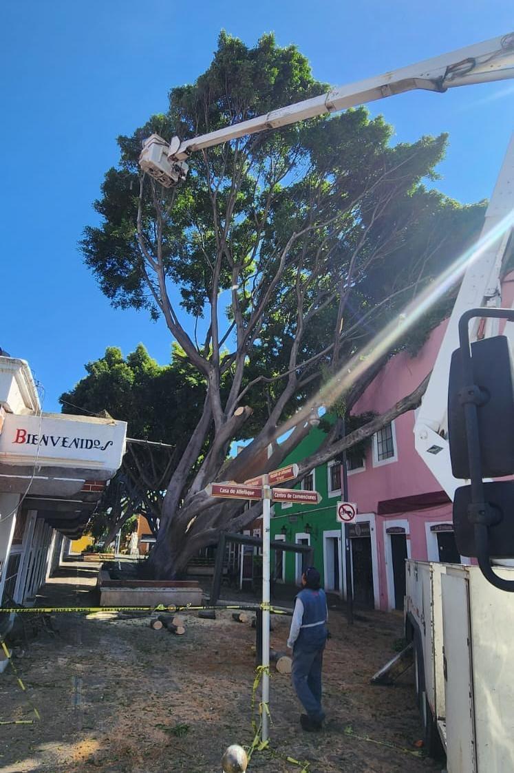 Continúa el retiro de árbol caído en el Barrio del Artista