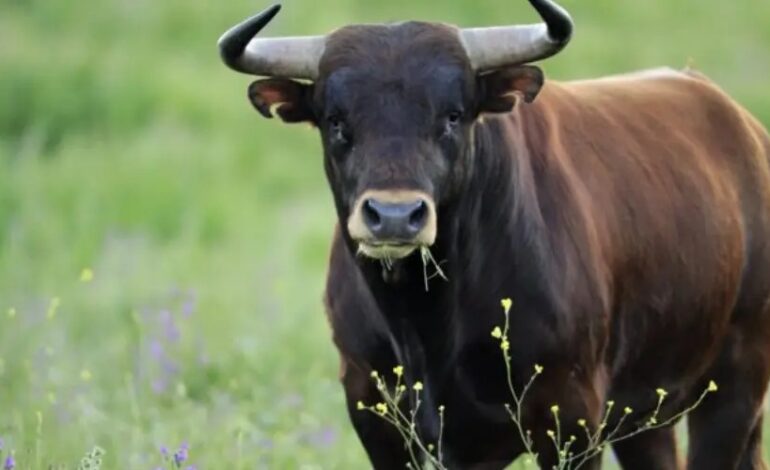 Insisten en sancionar la tauromaquia y peleas de gallos en Puebla