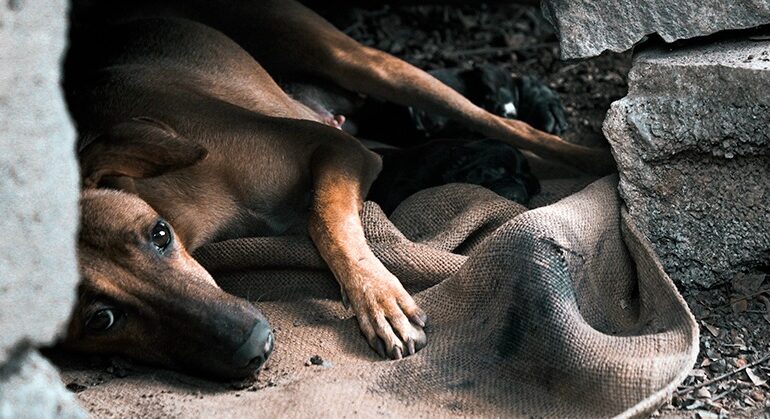 “Adopta, No Compres”: propone diputado prohibir venta de animales en Puebla