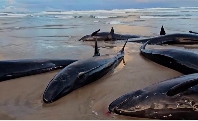 Hallan 150 ballenas varadas en Tasmania