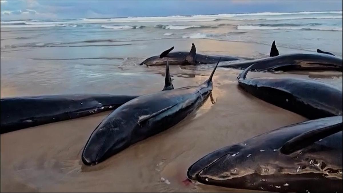 Hallan 150 ballenas varadas en Tasmania