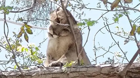 Capturan y resguardan a Puma en Santiago Miahuatlán