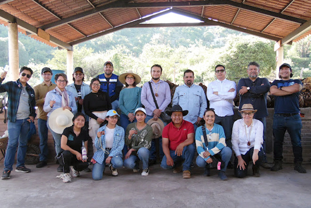 Con estrategias biotecnológicas, investigadores BUAP buscan fortalecer la producción de agave mezcalero en Puebla