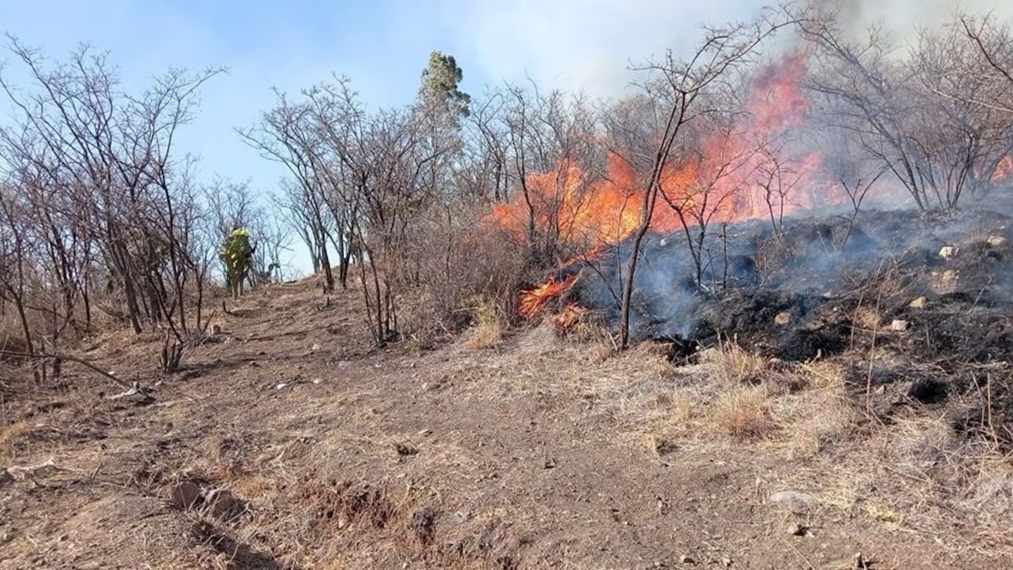 Suman 44 incendios forestales en el país